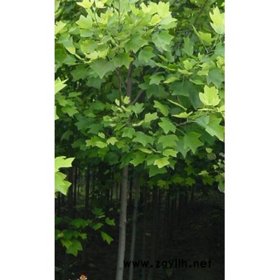 法桐（3-13cm）、白腊（3-13cm）、五角枫（3-13cm）、香花槐（3-13cm）、千头椿