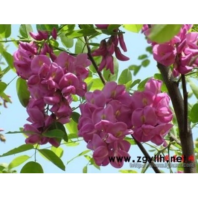香花槐银杏金丝垂柳