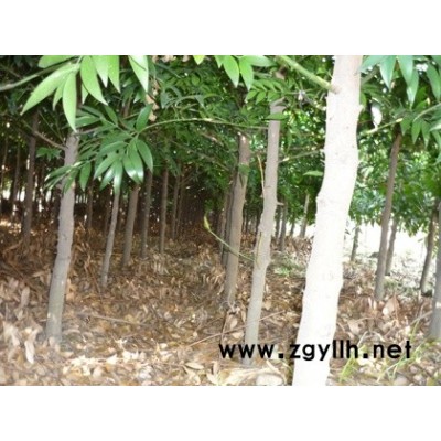 竹柏（直径3-6厘米）6000株