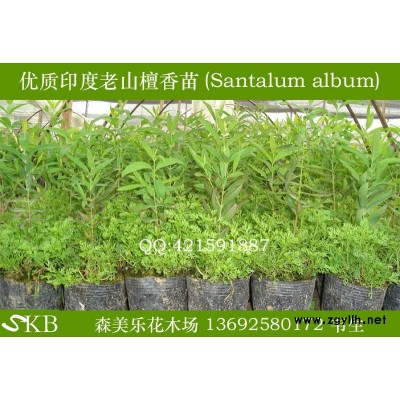 印度檀香苗，降香黄檀树苗，柚木苗，紫檀苗，沉香苗，花梨木树苗