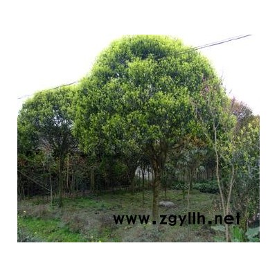 红叶李, 白杨树,杜英