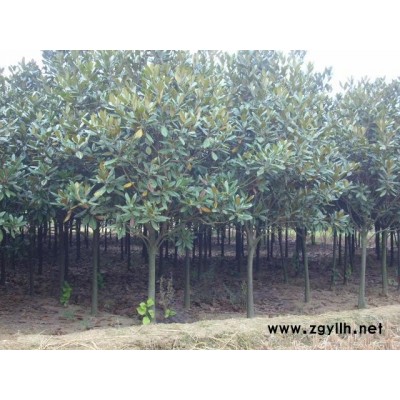 红叶小檗、南天竹、红花继木