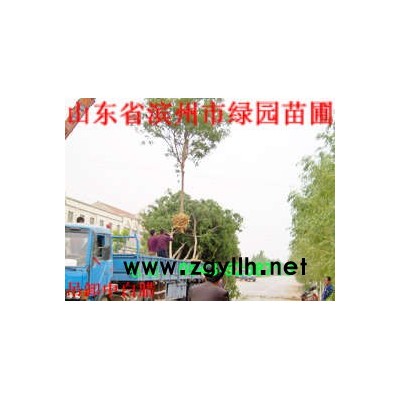 大规格枣树、白蜡、柽柳、国槐