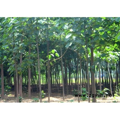 泡桐苗，泡桐根，杨树苗及各种花卉苗木