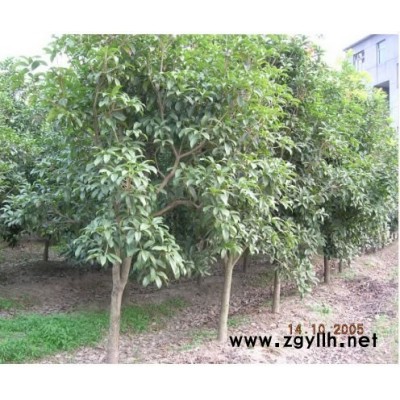 大桂花、香樟．杜英等苗