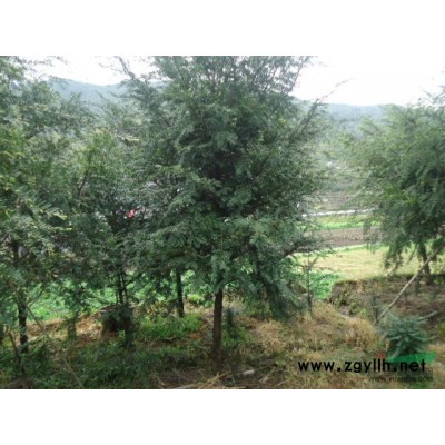 长期低价出售红豆杉