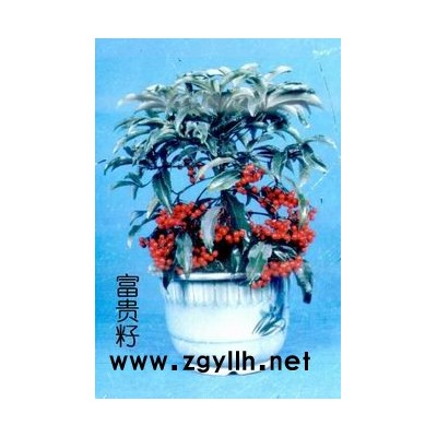 供应富贵籽（红凉伞）、桤木、枫香等