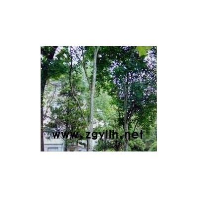 常青白蜡、北海道黄杨、红果冬青、华山松、白皮松、七叶树、美国红栌