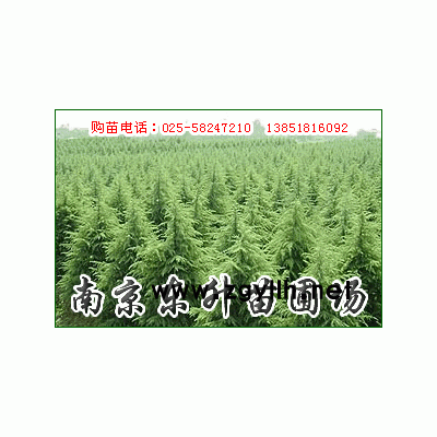 优质雪松及多种绿化苗木