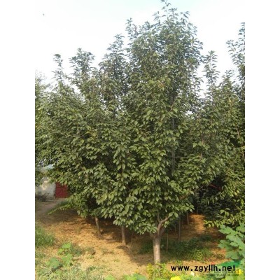 樱花、紫薇、银杏、白蜡、法桐、国槐、五角枫大量供应。