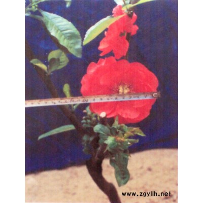 供樱花、苹果苗、桃苗、柿子苗、山楂苗、海棠花卉