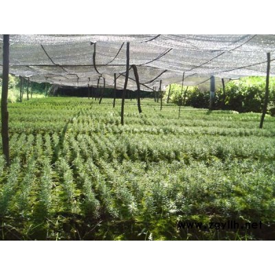 *优惠价供应美国红枫、红豆杉及各种绿化果苗