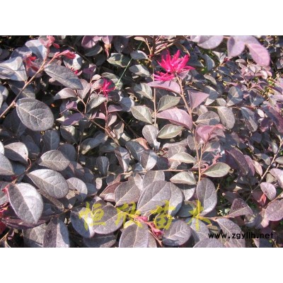 各种规格红花继木