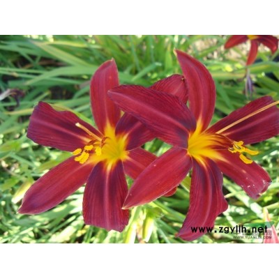 紫叶碧桃，紫叶李，紫叶矮樱，美人梅，榆叶梅，西府海棠价格