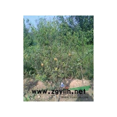 石榴树繁育基地