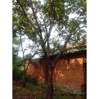 板栗树、苦楝树