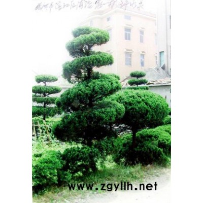 银杏、珊瑚、龙柏