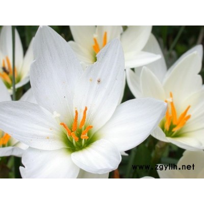 白蜡、国槐、合欢、栾树、青桐等苗