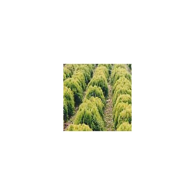 龙柏石楠广玉兰