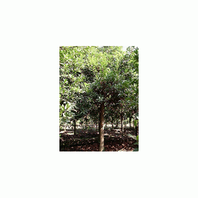 绿化苗木自产自销