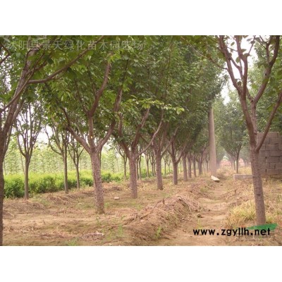 国槐 垂槐 黄金槐 垂柳 金丝柳