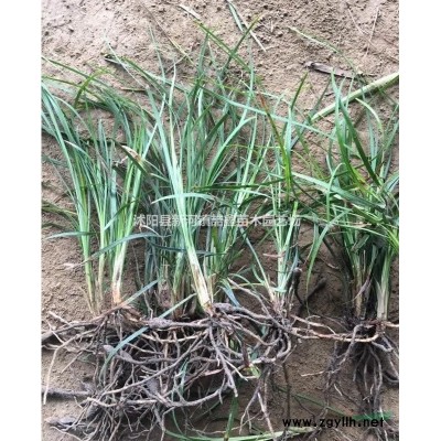 国槐江南槐紫穗槐品种*--基地货源