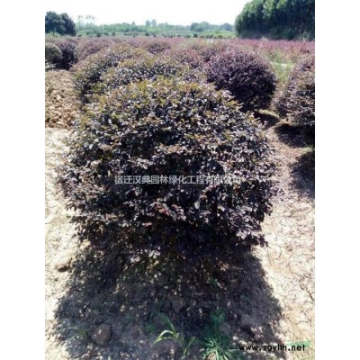 江苏国槐基地  速生国槐 各类工程乔灌木批发 国槐介绍/特征/用途