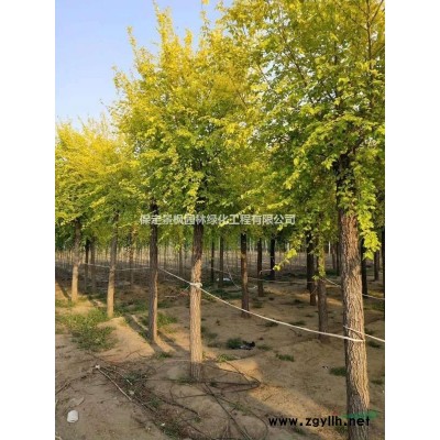 4-20公分金枝槐，4-20公分黄金槐，4-20公分金枝国槐，河北金枝..