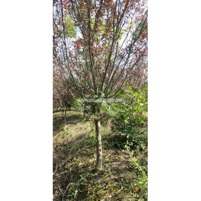 朴树，栾树，三角枫，香樟，红火球