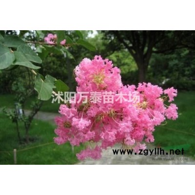 专供大叶女贞，合欢，法桐，青桐，白皮松，华山松