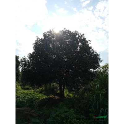 大量供应湖北桂花树，香樟，栾树，朴树