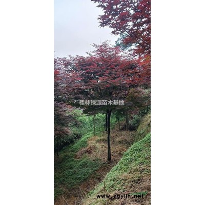 广西桂林供应大量精品国槐 如图