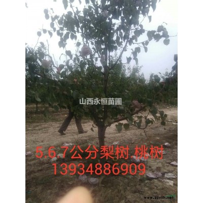 国槐苗，一年生国槐苗价格，2年国槐苗，国槐苗批发价格