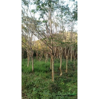 截杆发帽栾树4-8公分供应，江西九江供应截杆发帽3-4年栾树，基地一手货源供应截杆发帽栾树价格优惠。