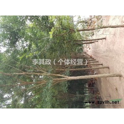 供应8-15公分国槐