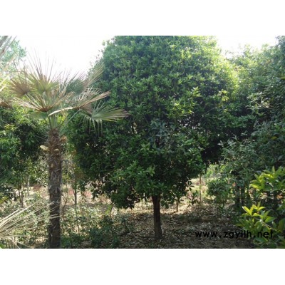 雪松，黑松，湿地松，马尾松，白皮松