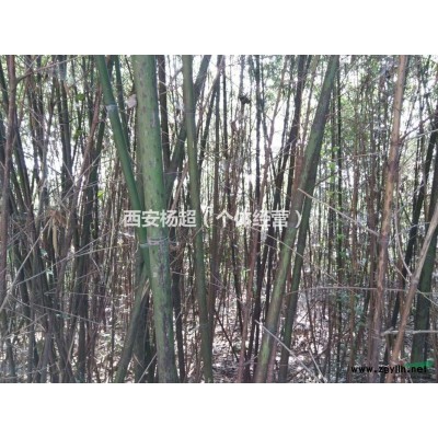 陕西一*4米白皮松