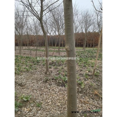 大量10-20国槐出售