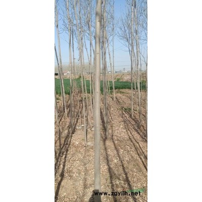 出售树苗白蜡国槐