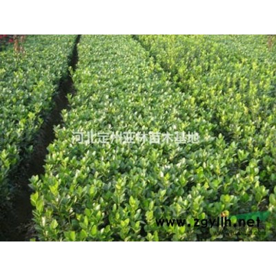 国槐 国槐小苗 国槐价格 国槐绿化苗木基地