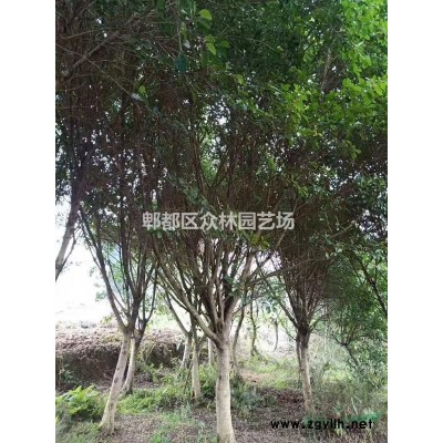 四川成都国槐价格，国槐基地批发