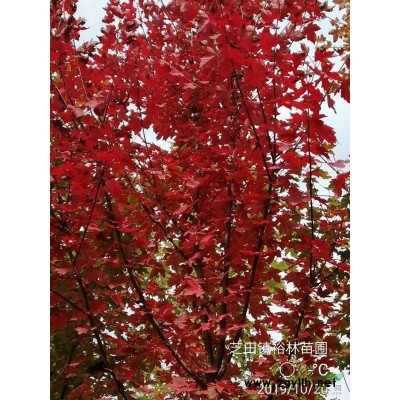 郑州裕林苗圃 供3米珍稀树种   白皮松