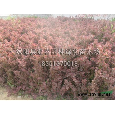 白皮松种子，白皮松苗，别称：白骨松，三针松，白果松，虎皮