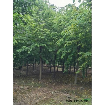 传化园林大量出售香泡、香樟、丛生香樟、栾树等基地直销价格美丽