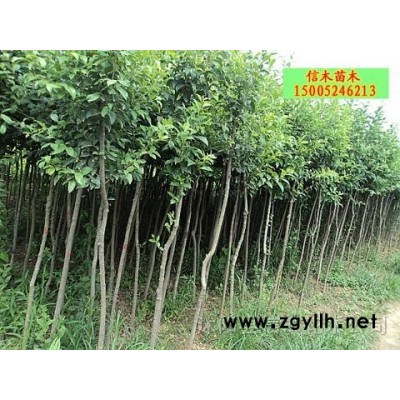 供雪松、黑松、刺松、白皮松、水杉等