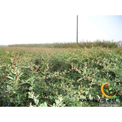 沭阳地区供应大量白皮松，规格*