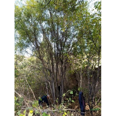 供应12-50公分国槐