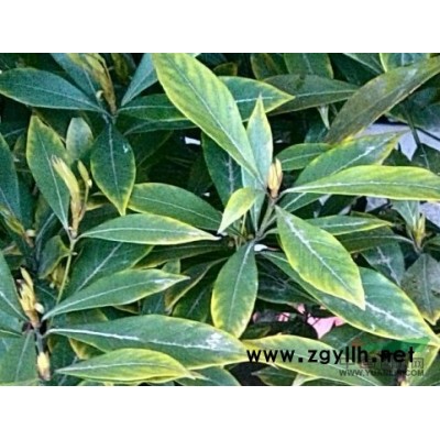 江苏沭阳低价供应批发国槐 国槐树 国槐种子