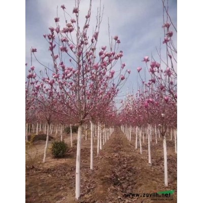 国槐行情报价\国槐图片展示