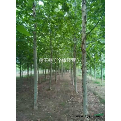 山东自产自销优质国槐，国槐价格，国槐图片